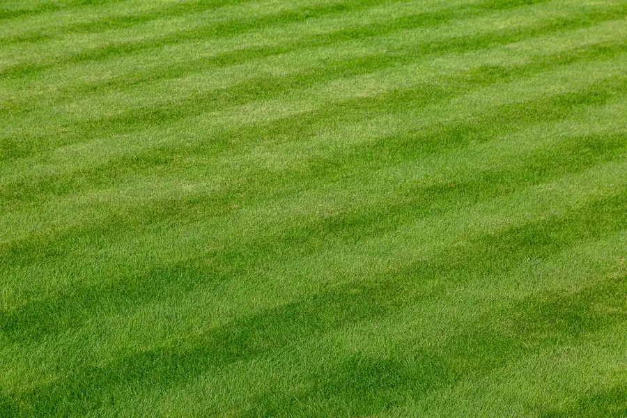 Common Lawn Problems And How Care Services Address Them Gleneagle Farms, Carpentersville, IL 60110