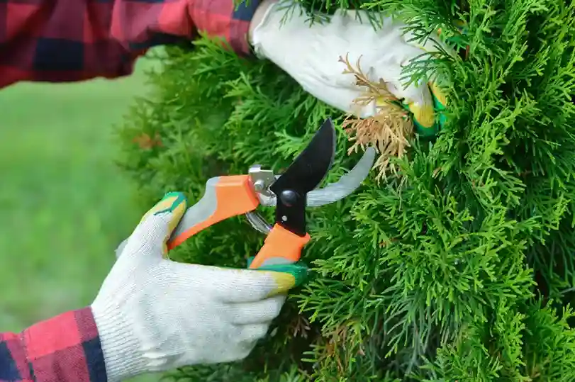 Expert Pruning Carpentersville, IL