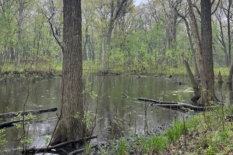 Beautiful photo of Helm Woods Forest Preserve Keele Farms, Carpentersville, IL 60110 Helm Woods Forest Preserve during sunset Keele Farms, Carpentersville, IL 60110