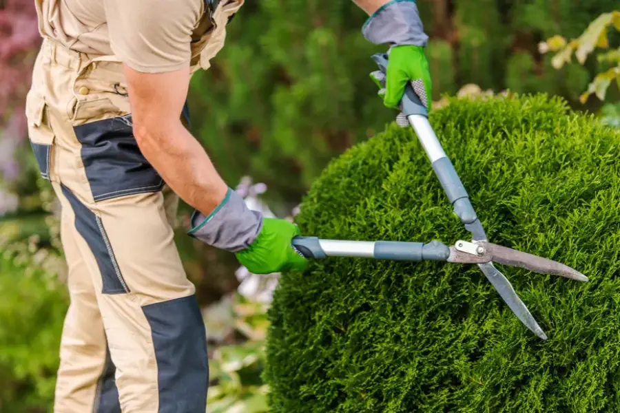 How Pruning Enhances Landscape Health And Appearance in Carpentersville, IL How Pruning Enhances Landscape Health And Appearance in Carpentersville, IL