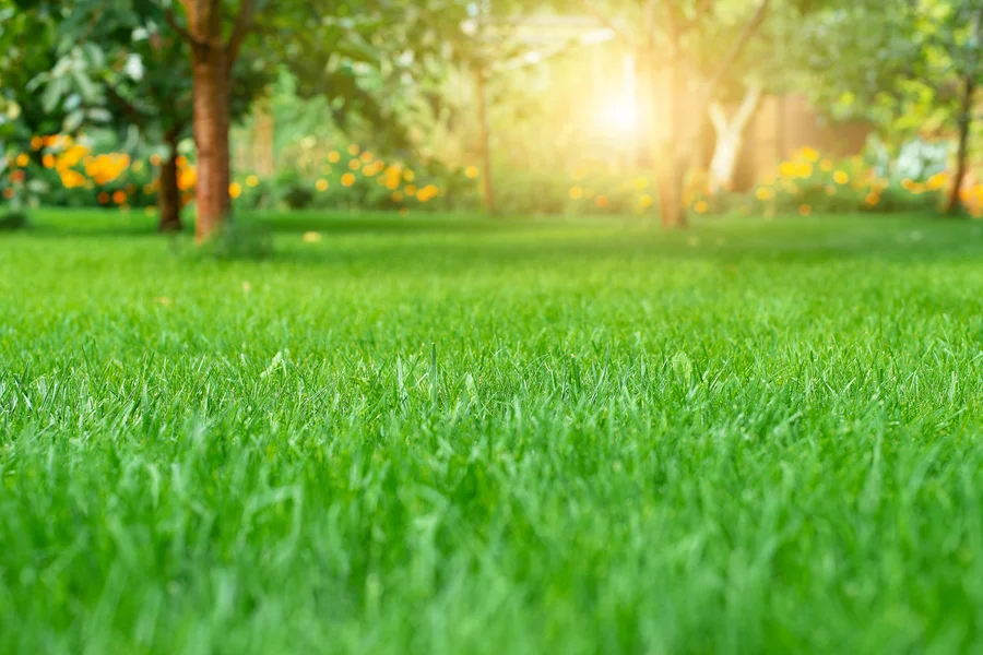 How Regular Lawn Care Enhances Curb Appeal And Property Value Carpentersville, IL How Regular Lawn Care Enhances Curb Appeal And Property Value Carpentersville, IL