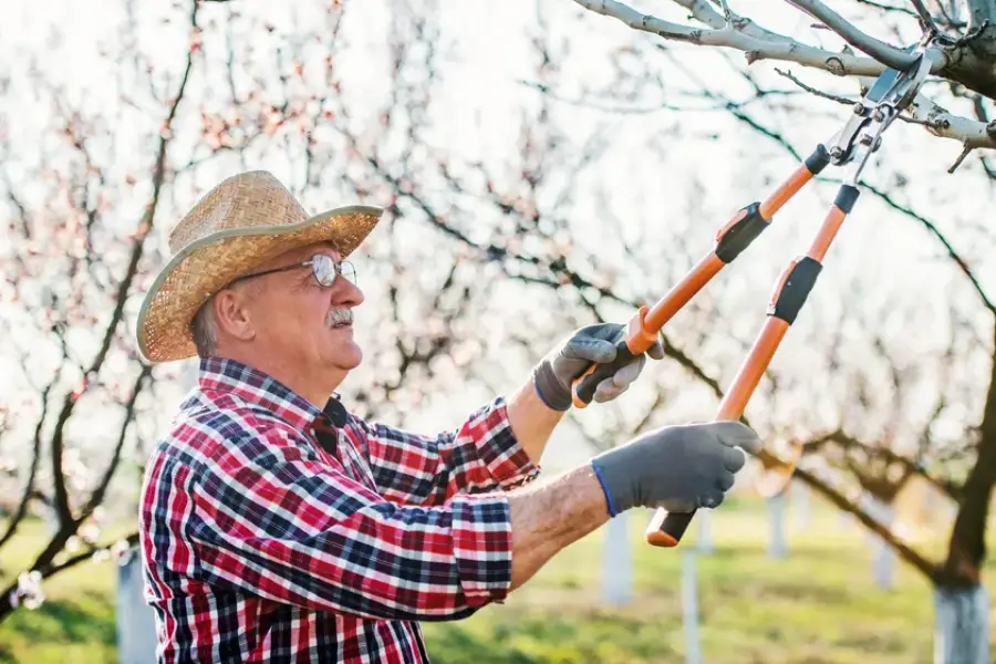 Premium Pruning Carpentersville, IL