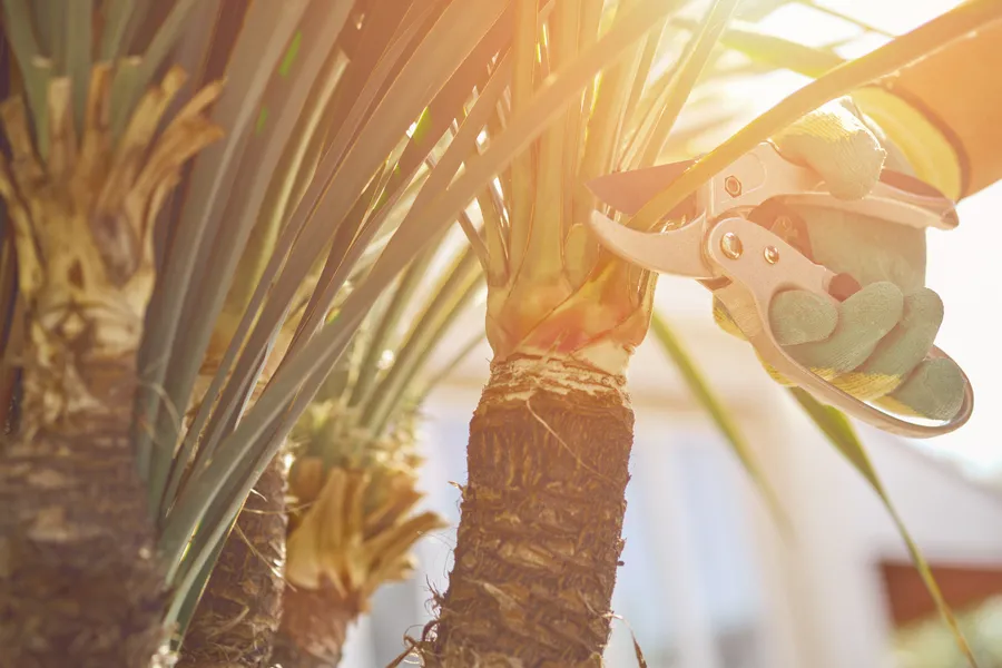 Professional Pruning Carpentersville, IL