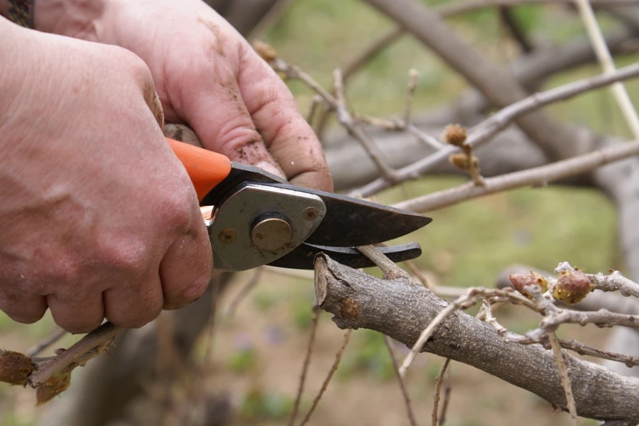 Professional Pruning Keele Farms, Carpentersville, IL 60110 A team pruning a tree in Keele Farms, Carpentersville, IL 60110