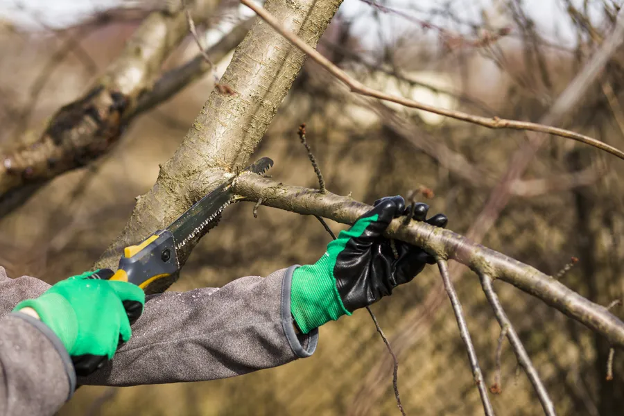 Why Overgrown Landscaping Requires Expert Pruning in Oak Meadows, Carpentersville, IL 60110