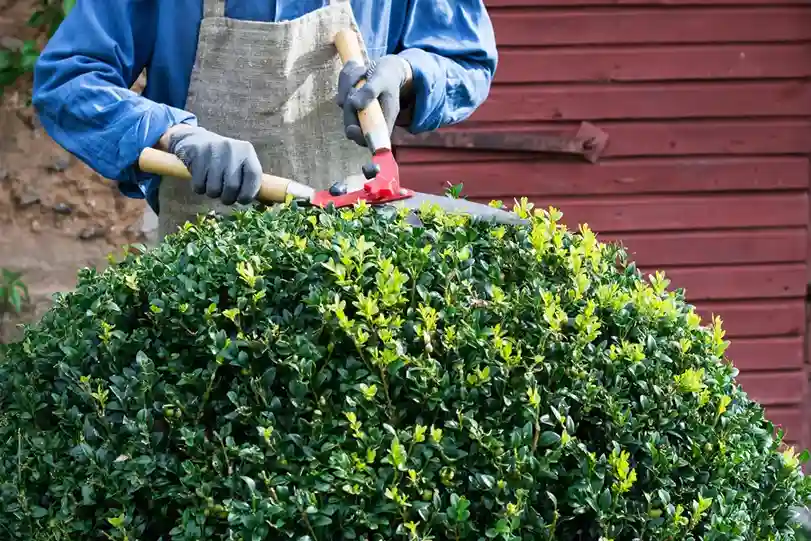 Why Overgrown Landscaping Requires Expert Pruning Oak Meadows, Carpentersville, IL 60110