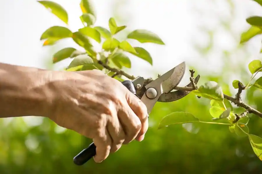 An arborist pruning a tree in Gleneagle Farms, Carpentersville, IL 60110